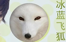 冰蓝飞狐答疑分析 为何斗鱼炉石区留不住人