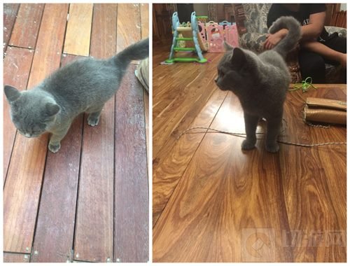 萌汉迷妹需知 球球大作战CR战队的五个秘密