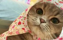 贪吃蛇大作战为什么上传不了照片 是怎么回事