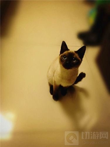 老牌选手帽子专访：皇室战争CLO S2的帽子戏法