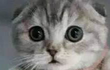 王者荣耀很萌的表情包分享 助你游戏撩妹成功