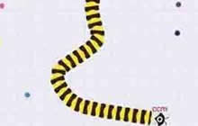 贪吃蛇大作战如何使自己长蛇立于不败之地