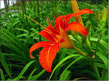 球球大作战母亲节出新皮肤吗 母亲节皮肤预测