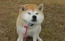 王者荣耀哪些英雄有狗链 英雄锁定技能盘点