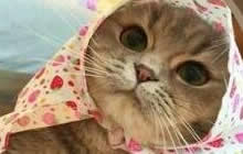 贪吃蛇大作战换头像只能显示一部分是怎么回事