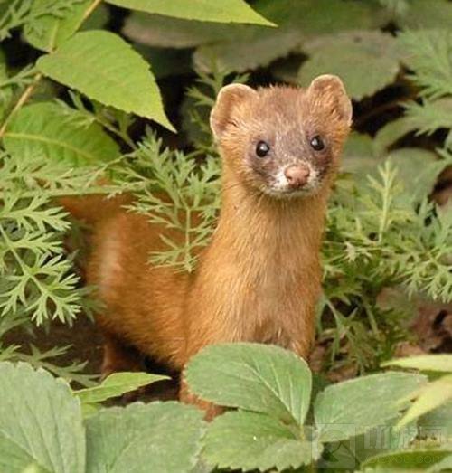 看见《妖怪正传》这个游戏有点想哭了 不能放过