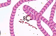贪吃蛇大作战这一大坨蛇精 长度无法预测
