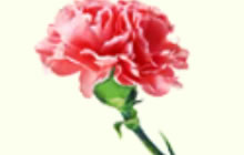 球球大作战母亲节康乃馨怎么得 有哪些获取途径