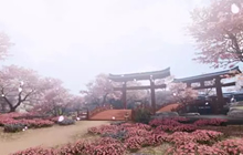 孤岛风云重 《楚留香》手游全新15人副本探秘