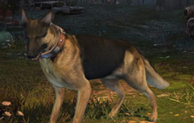 明日之后宠物狗有什么作用 宠物狗作用说明