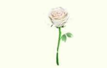 球球大作战白蔷薇怎么得 白蔷薇获取途径分享