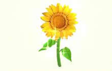 球球大作战向日葵怎么得 向日葵获取方法分享