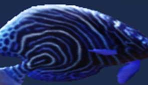 妄想山海蓝神鱼怎么抓 妄想山海蓝神鱼有什么用