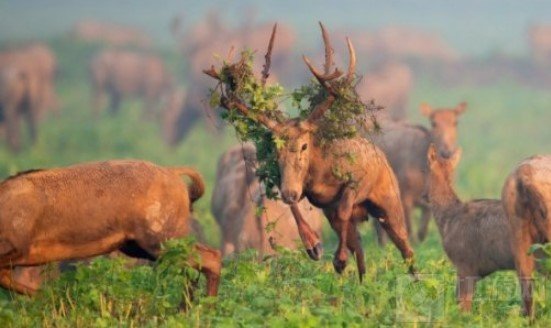 王者荣耀wwf联动皮肤是谁的 wwf联动皮肤上线时间角色介绍
