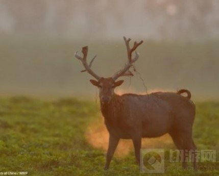 王者荣耀wwf联动皮肤是谁的 wwf联动皮肤上线时间角色介绍