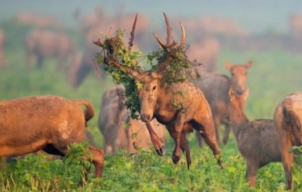 王者荣耀wwf联动皮肤是谁的 wwf联动皮肤上线时间角色介绍