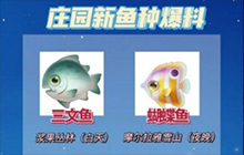 摩尔庄园手游三文鱼在哪钓 三文鱼位置及刷新时间介绍