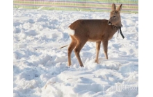 剑网3&mdash;&mdash;最实用的北天药门派宠物攻略